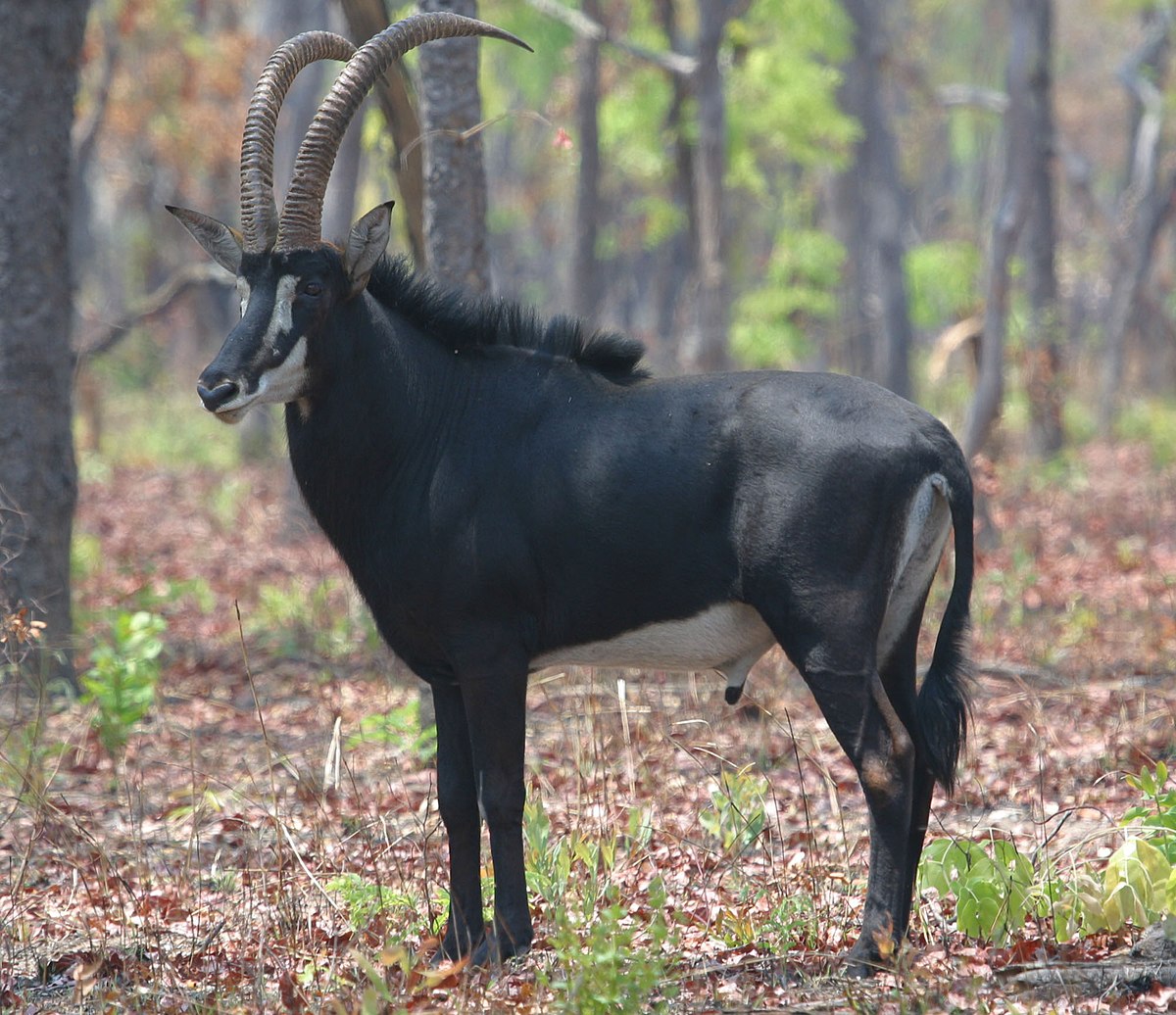 Sable_bull
